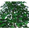 Beech Nicobar Green