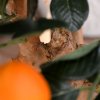 193006 sinaasappel bonsai 65 op voet close up 2