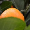 193006 sinaasappel bonsai 65 op voet close up 3