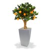 193006 sinaasappel bonsai 65 op voet cubico 22 zilver
