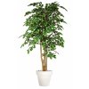 Beech Florida Topiary 200 cm Variegated V1080V06