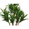 Cordyline Florida 240 cm Variegated V5416004b