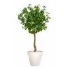 Gynkgo Topiary 150 cm Green V1087004