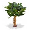 154508 philodendron 80 op voet
