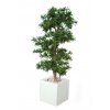 Podocarpus Multistep 150 cm Green V1060004
