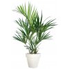 Kentia Palm 160 cm Green V5434GRN