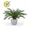 180106uv cycas palm deluxe 60 quadro 21 silver