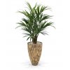 175114 kentia palm deluxe 140 cemani wood vase 70