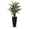 175114 kentia palm deluxe 140 kentucky 80 shiny black