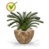 180108uv cycas palm deluxe 80 cemani wood bowl