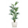 Kentia Palm 240 cm Green V4533GRN