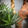 150407uv podocarpus bonsai x2 65 uv close up 1