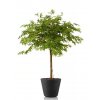 8485 umely strom maple topiary 120cm multicolor