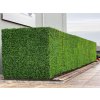 Buxus Japonicus