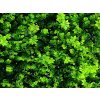 Buxus Wild 1