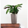 A TRD SQ22 mus Calathea