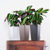 A TRD SQ22 3 w mus anth Calathea