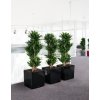 A SQC 40 3 sw Dracaena