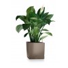 FP SQC40 tp Spathiphyllum