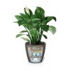 FP D43 LS anth Spathiphyllum FKT 2017