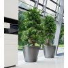 A D50 2 anth Ficus microcarpa