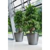 A D50 2 anth Ficus microcarpa x