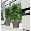 A D50 2 tp Ficus microcarpa