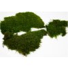 preserved flat moss 26a