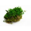 preserved fern moss 26c