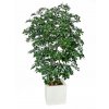 10831 umely strom buxifolia boschetto 180cm