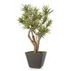 10879 umely strom dracaena reflexa robustina vario 90cm