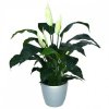 Umelá rastlina Spatiphyllum DeLuxe (80cm)