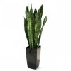 27147 sansevieria 70cm