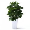 raam schefflera 50cm in cubico zilver 26cm