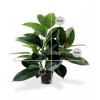401605 philodendron windowplant 50 pp