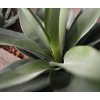 27204 1 umela rostlina agave 25cm