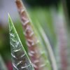 27210 2 umela rostlina aloe vera 30cm