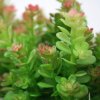 27222 2 umela rostlina mini sedum 18cm