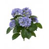 407703bl hortensia boeket 40 blauw