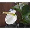 405104cr anthurium boeket 40 creme close up 1