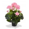 407404rspp10 geranium 40 roze