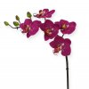 510001 mini phalaenopsis 50 paars close