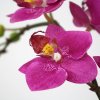 510001 mini phalaenopsis 50 paars close up 1 800x800