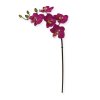 510001 mini phalaenopsis 50 paars