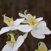 510002 mini phalaenopsis 50 wit close up 1 800x800