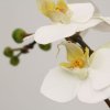 510002 mini phalaenopsis 50 wit close up 3 800x800