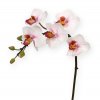 510003 mini phalaenopsis 50 cm rose close