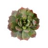 409602 echeveria boeket 25 groen rood ba