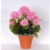 Pelargonie 35cm ruzova