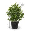 138103pp10uv buxus 25 maat